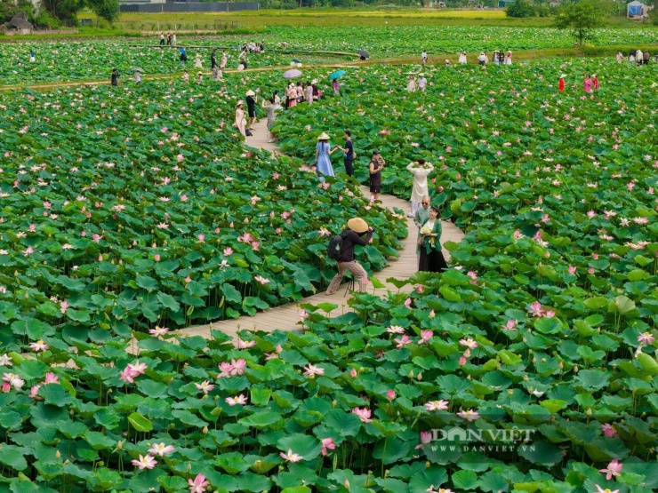 Du khách tìm về đầm sen thuộc Khu du lịch Hang Múa (phường Hoa Lư, tỉnh Ninh Bình) để quay phim, chụp ảnh. Ảnh: Ngọc Linh