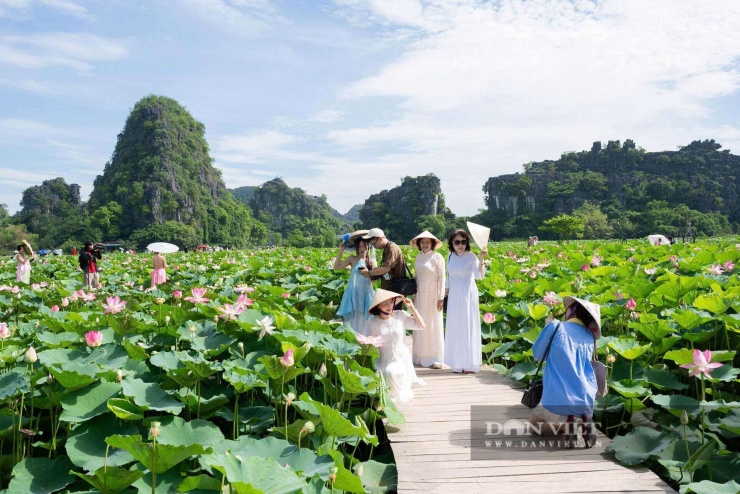 Những tà áo dài thướt tha được nhiều du khách lựa chọn khi đến tham quan đầm sen. Ảnh: NL