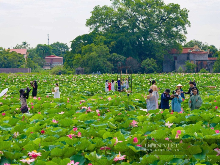 Khung cảnh thanh bình của đầm sen ở Ninh Bình mang đến cho du khách những trải nghiệm khó quên. Ảnh: NL