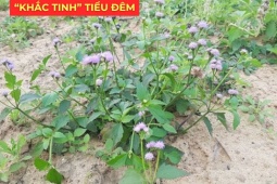 Tin tức sức khỏe - Ít ai biết: Loài hoa quen thuộc này lại là “khắc tinh” của phì đại tiền liệt tuyến, giúp giảm tiểu đêm rõ rệt