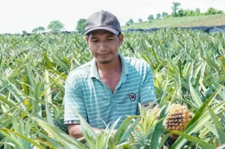 Buốt ruột nhìn ruộng dứa chín la liệt, không ai mua