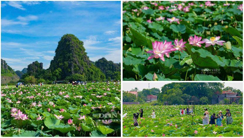 Thời gian từ tháng 5 đến tháng 7, những bông sen ở khu vực Hang Múa nở rộ. Ảnh: NL
