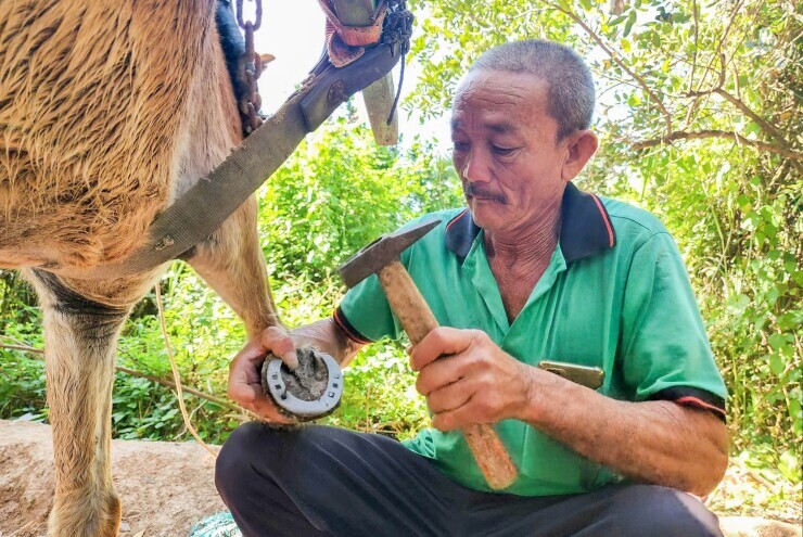Nghề “đo ni đóng giày” cho ngựa trên cù lao Thới Sơn