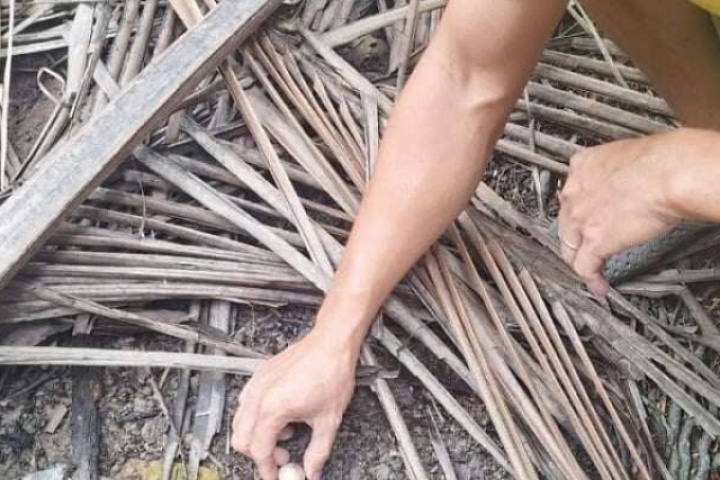 Từ đống lá dừa mục, mọc lên thứ nấm đặc sản giá 1,5 triệu đồng/kg, thức xuyên đêm mới săn được