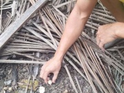 Từ đống lá dừa mục, mọc lên thứ nấm đặc sản giá 1,5 triệu đồng/kg, thức xuyên đêm mới săn được