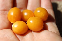 Tin tức sức khỏe - Trào ngược dạ dày uống nghệ là lỗi thời rồi, vậy nên uống gì để không còn khổ sở vì bệnh kéo dài dai dẳng