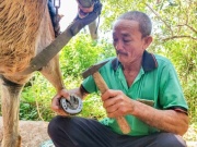 Nghề “đo ni đóng giày” cho ngựa trên cù lao Thới Sơn