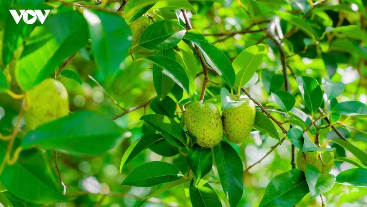 Cây bình bát đơm hoa, kết trái quanh năm