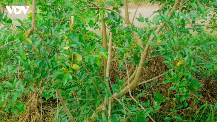 Bình bát thuộc họ Na (Annonaceae), là loại cây thân gỗ nhỏ có chiều cao trung bình từ 5 đến 7 mét.