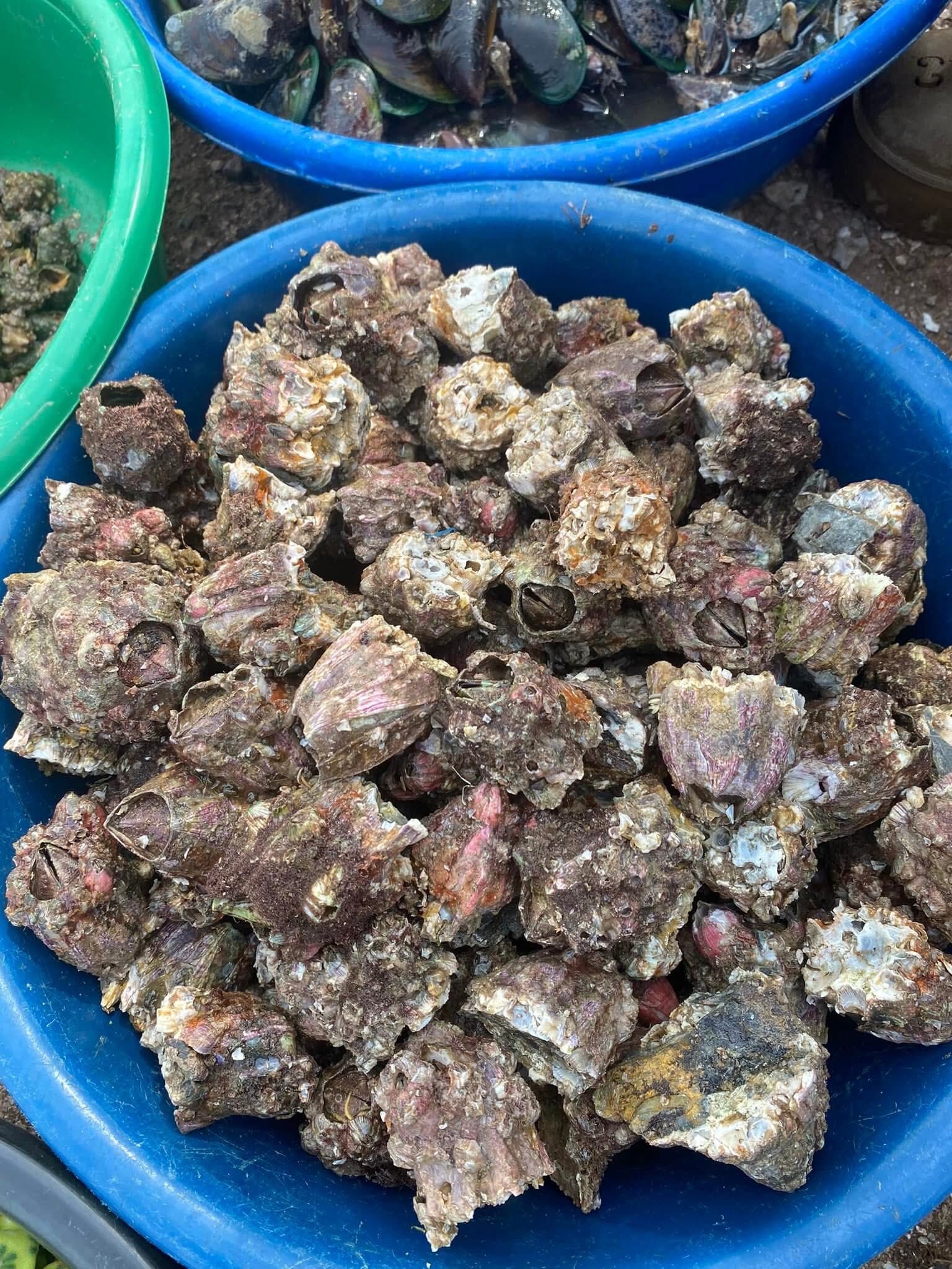 Đặc sản miền Trung nhìn 'ngượng đỏ mặt', ăn béo ngậy, mềm mọng hơn hàu - 2