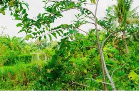 Không ngờ loại trái mọc dại ven bờ kênh lại có giá 80.000 đồng/kg