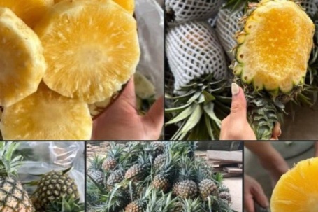 Dứa mật Pu Lau là dứa gì mà được nhiều người tiêu dùng ‘săn đón’ đến vậy?