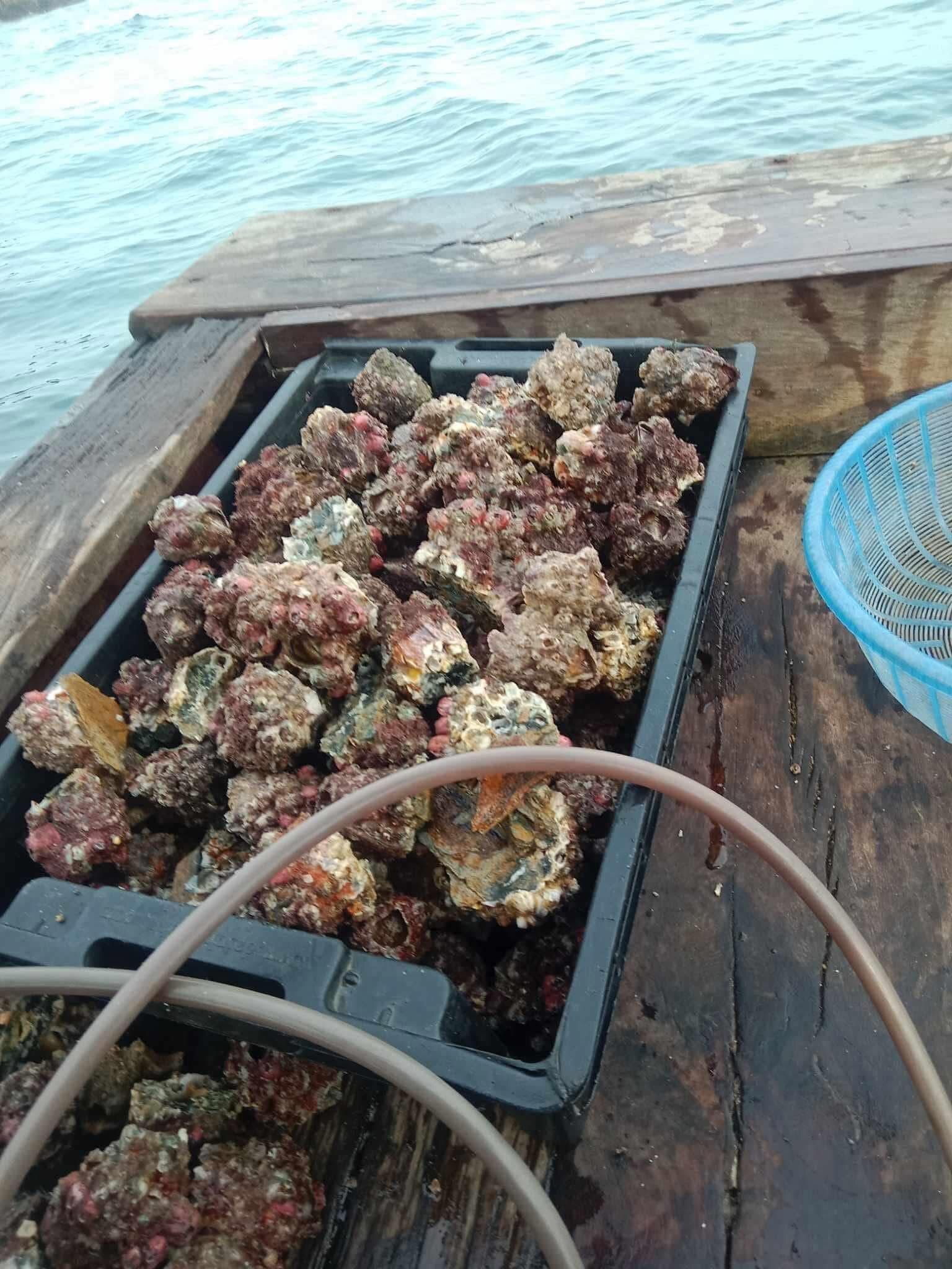Anh Nguyên tiết lộ, ngư dân phải lặn, dùng búa/đục để cạy những chùm sôn bám chặt dưới kẽ/tảng đá. Ảnh: Lê Hoàng Quang Nguyên