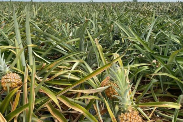 Dứa Thanh Hóa rẻ như cho, lên Hà Nội giá 25.000 đồng/kg