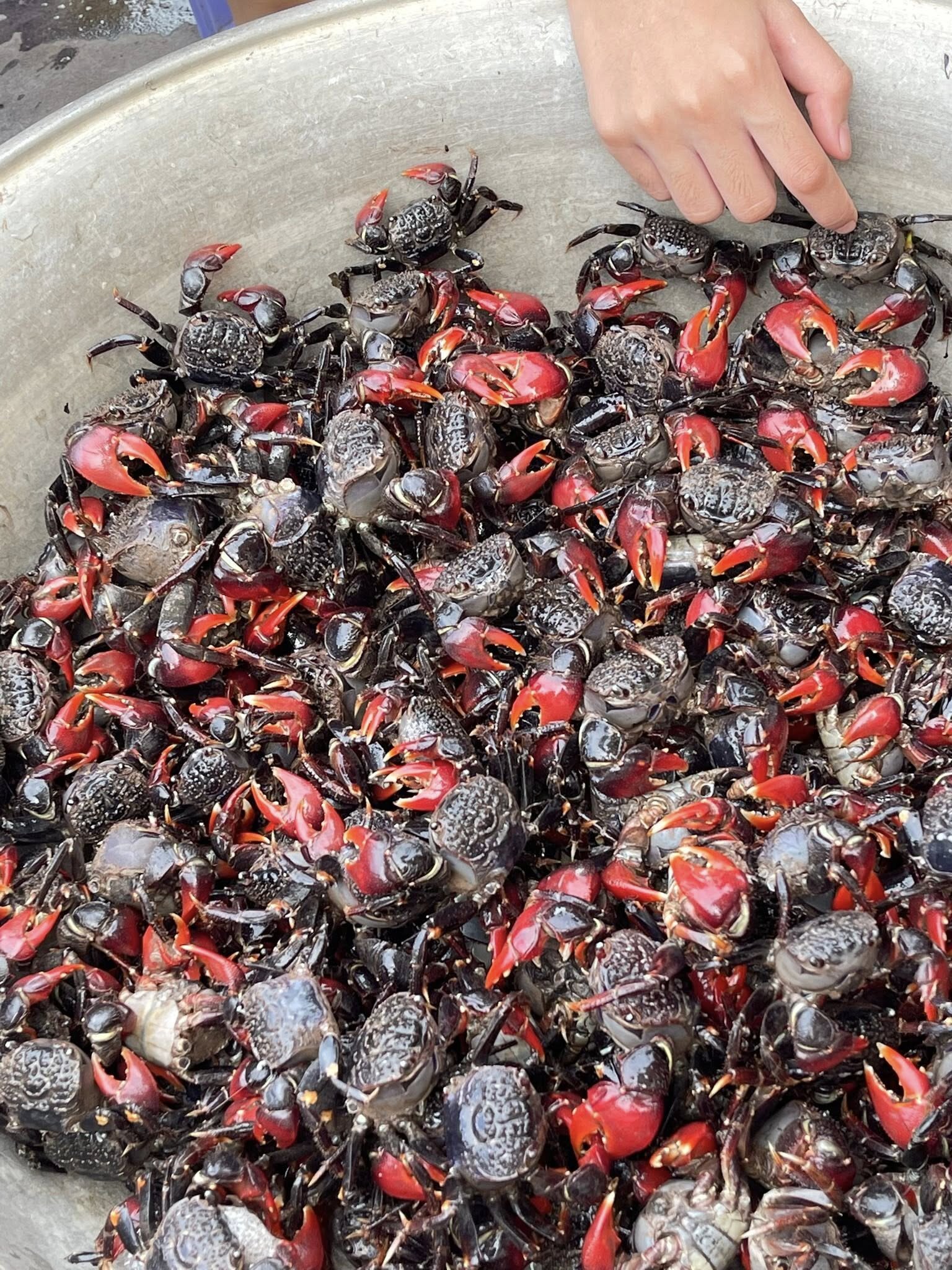 Cáy mật có giá khoảng 180.000 - 220.000 đồng/kg, tùy kích cỡ và thời điểm. Loại nhỏ khoảng 30-35 con/kg, loại to 20-25 con/kg