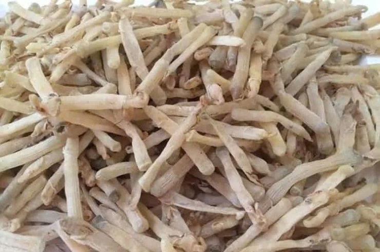 Sá sùng là một loại hải sản quý, nổi tiếng không chỉ bởi giá trị kinh tế cao mà còn nhờ hàm lượng dinh dưỡng dồi dào