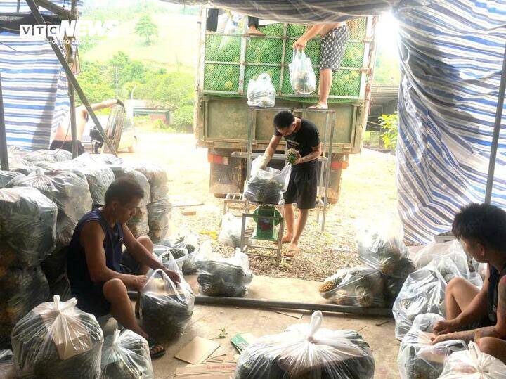 Những ngày này tại điểm thu mua của thương lái Trần Thị Quyên giảm gấp 100 lần so với cùng kỳ năm trước. (Ảnh: Đình Anh).