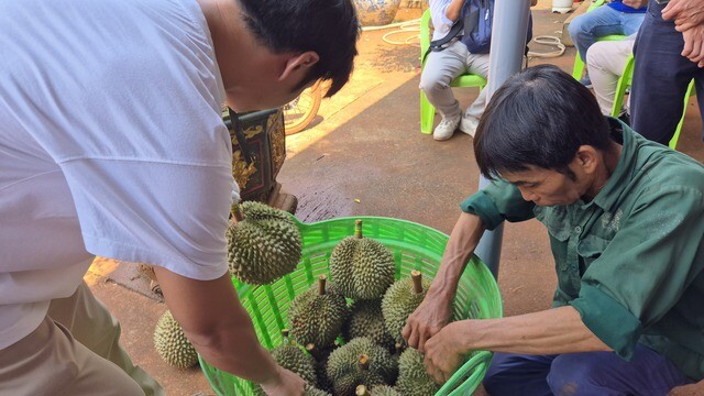 Nhiều khách tham quan mua sầu riêng tại vườn