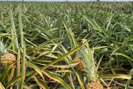 Dứa Thanh Hóa rẻ như cho, lên Hà Nội giá 25.000 đồng/kg