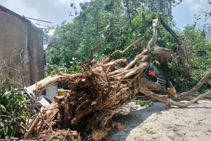 Trời nắng giữa trưa, cây bồ đề 30 năm tuổi bất ngờ bật gốc đè xe tải ở TPHCM