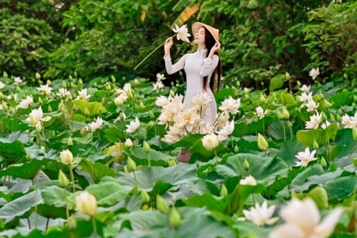 Đầm Bạch Liên hiếm gặp cách trung tâm Hà Nội 20km vào mùa đẹp nhất năm