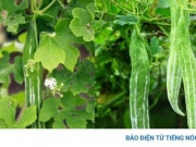 Vị thuốc bổ ăn vào mát tận ruột gan, dưỡng tim, ngừa bệnh vặt
