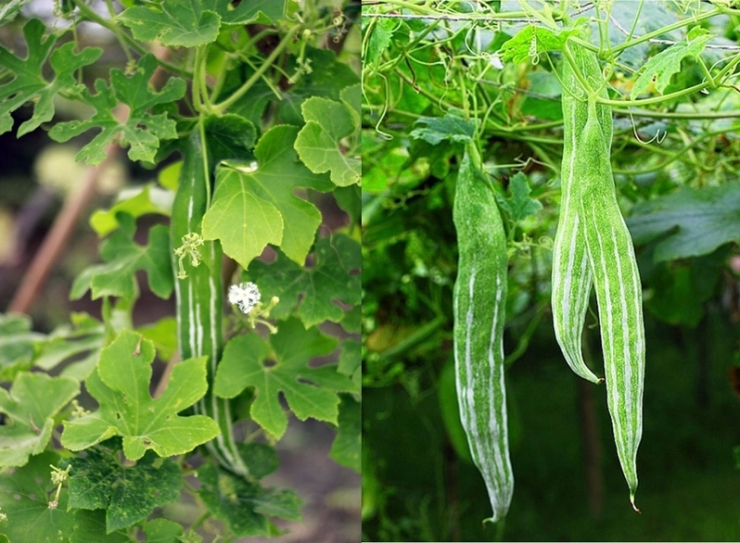 Quả lặc lè là một "vị cứu tinh" tự nhiên cho hệ tiêu hóa nhờ sở hữu hàm lượng chất xơ dồi dào cùng lượng nước lớn.