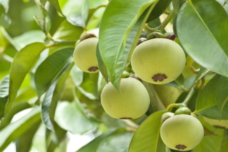 Măng cụt có khả năng tăng cường quá trình chuyển hóa chất béo, giúp cơ thể đốt cháy mỡ thừa hiệu quả hơn và ngăn ngừa tình trạng tăng cân.