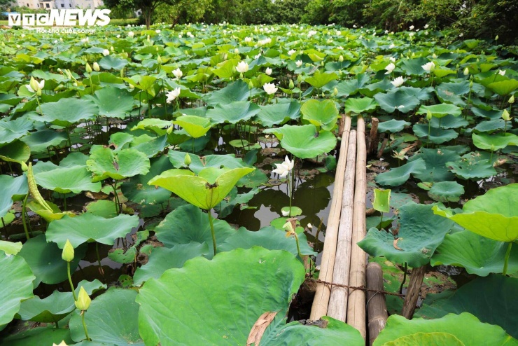 Cách trung tâm Hà Nội khoảng 20km, đầm sen trắng tại xã Tam Hưng đang bước vào thời điểm nở rộ nhất trong năm.
