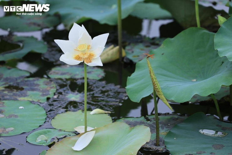 Theo những người trồng sen, Bạch Liên là giống sen có nguồn gốc từ Ấn Độ. Khi trưởng thành, cây có thể cao gần 2m. Hoa lúc mới nở có màu trắng pha xanh nhạt, sau đó chuyển dần sang màu trắng tinh khiết. Nhụy vàng nổi bật giữa những cánh hoa trắng tạo nên vẻ đẹp riêng của loài sen này.