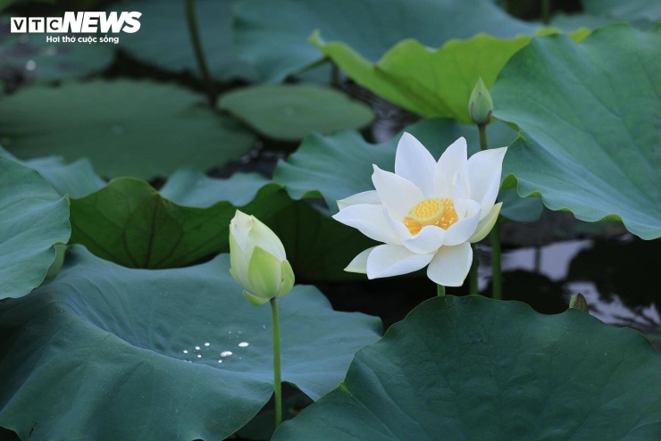 Người dân địa phương cho biết việc chăm sóc sen trắng đòi hỏi nhiều công sức hơn so với sen hồng. Từ khâu chọn giống, chăm sóc đến quá trình theo dõi sự phát triển của cây đều cần sự tỉ mỉ để đảm bảo hoa nở đẹp và đúng thời điểm.