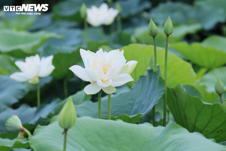 Không chỉ khác biệt về màu sắc, sen trắng còn có đặc tính cả lá và hoa đều không thấm nước. Hương thơm của hoa nhẹ nhàng, thoang thoảng nhưng lưu lại khá lâu.