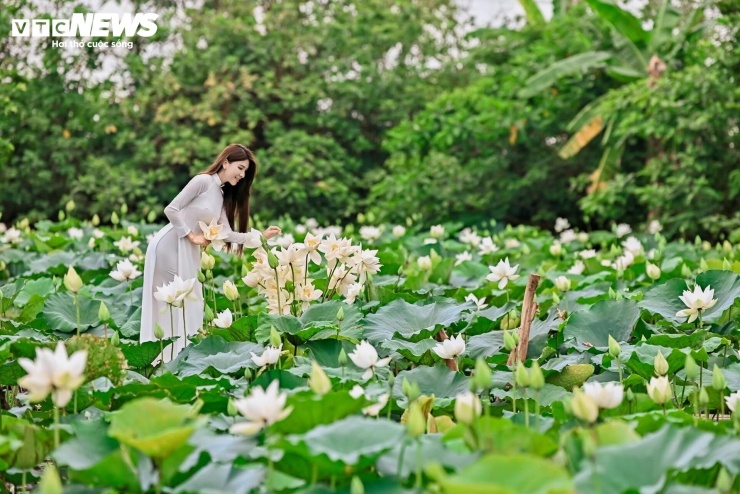 Giữa không gian yên bình của đầm sen, nhiều bạn trẻ lựa chọn lưu giữ những khoảnh khắc đáng nhớ bên những bông hoa đang vào độ đẹp nhất.