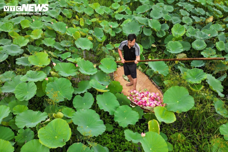 Không chỉ riêng Tam Hưng, thời điểm này nhiều đầm sen từ khu vực Hồ Tây đến các vùng ven Hà Nội cũng đang đồng loạt nở rộ. Những cánh đồng sen trải rộng với nhiều sắc màu tạo nên khung cảnh đặc trưng của mùa hè, thu hút đông đảo người dân và du khách đến tham quan, chụp ảnh.