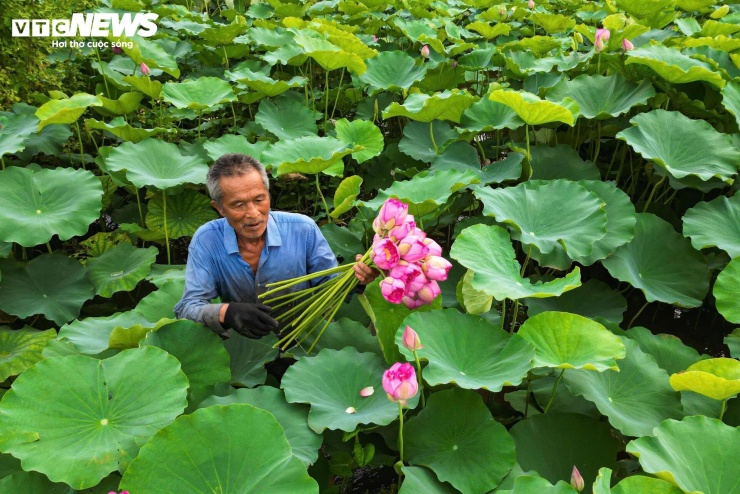 Bên cạnh giá trị cảnh quan, mùa sen còn mang lại nguồn thu nhập cho người dân địa phương. Những bó sen tươi được thu hoạch hằng ngày để phục vụ nhu cầu cắm hoa, thưởng ngoạn của người dân, với giá bán tại vườn dao động từ 50.000 đến 100.000 đồng mỗi bó tùy số lượng.