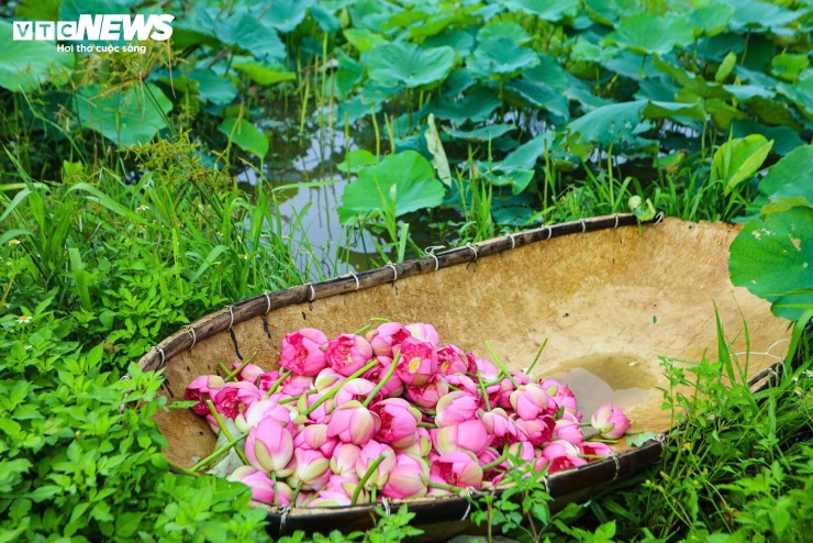 Đây cũng là thời điểm người dân bước vào mùa làm trà sen. Công việc đòi hỏi sự kiên nhẫn và nhiều kinh nghiệm bởi tất cả các công đoạn từ tách gạo sen, ủ trà đến sấy khô đều được thực hiện thủ công nhằm giữ lại hương thơm tự nhiên của hoa.