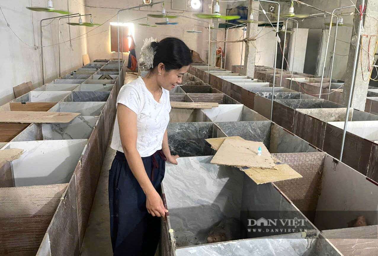 Vợ chồng anh Toàn ở phường Quỳnh Mai, tỉnh Nghệ An làm chuồng mát, nuôi dúi sinh sản. Đàn dúi ăn khỏe đẻ đều giúp gia đình anh Toàn thu về hàng trăm triệu đồng mỗi năm. Ảnh: N.T