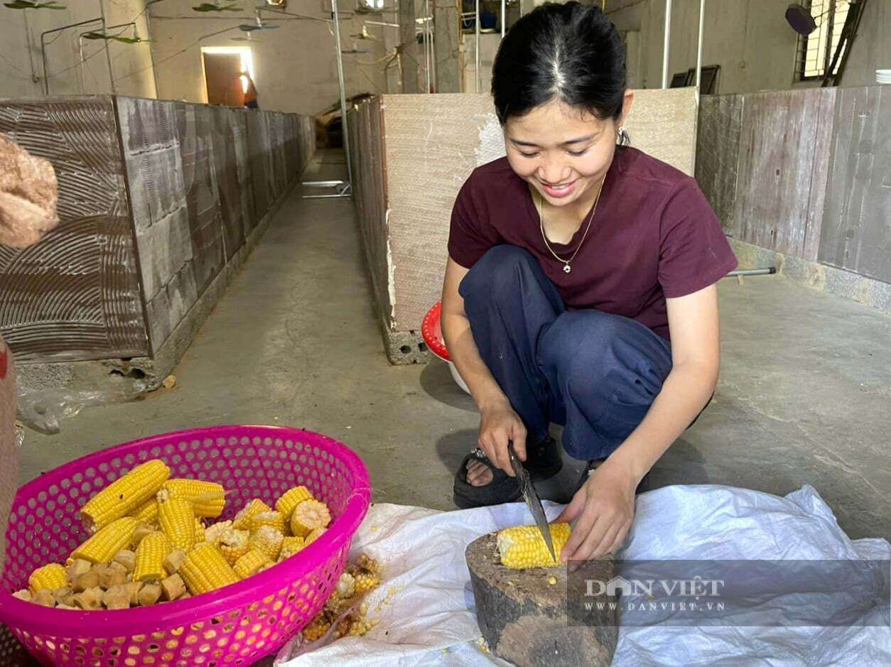 Chị Điều ở phường Quỳnh Mai, tỉnh Nghệ An cho biết, thức ăn cho đàn dúi chủ yếu là tre, ngô, sắn... nên chi phí rẻ. Ảnh: N.T