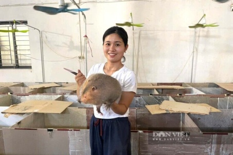 Vợ chồng này về quê Nghệ An nuôi con vật thích nằm gặm tre trong chuồng mát, chăm nhàn, lãi tốt, bán dễ như bóc kẹo