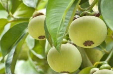 Việt Nam có “nữ hoàng trái cây”, chẳng cần đợi chín ăn vào vẫn có lợi đủ đường
