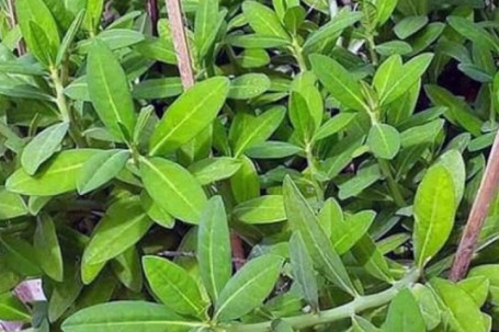 Tác dụng của cây thạch anh với sức khỏe