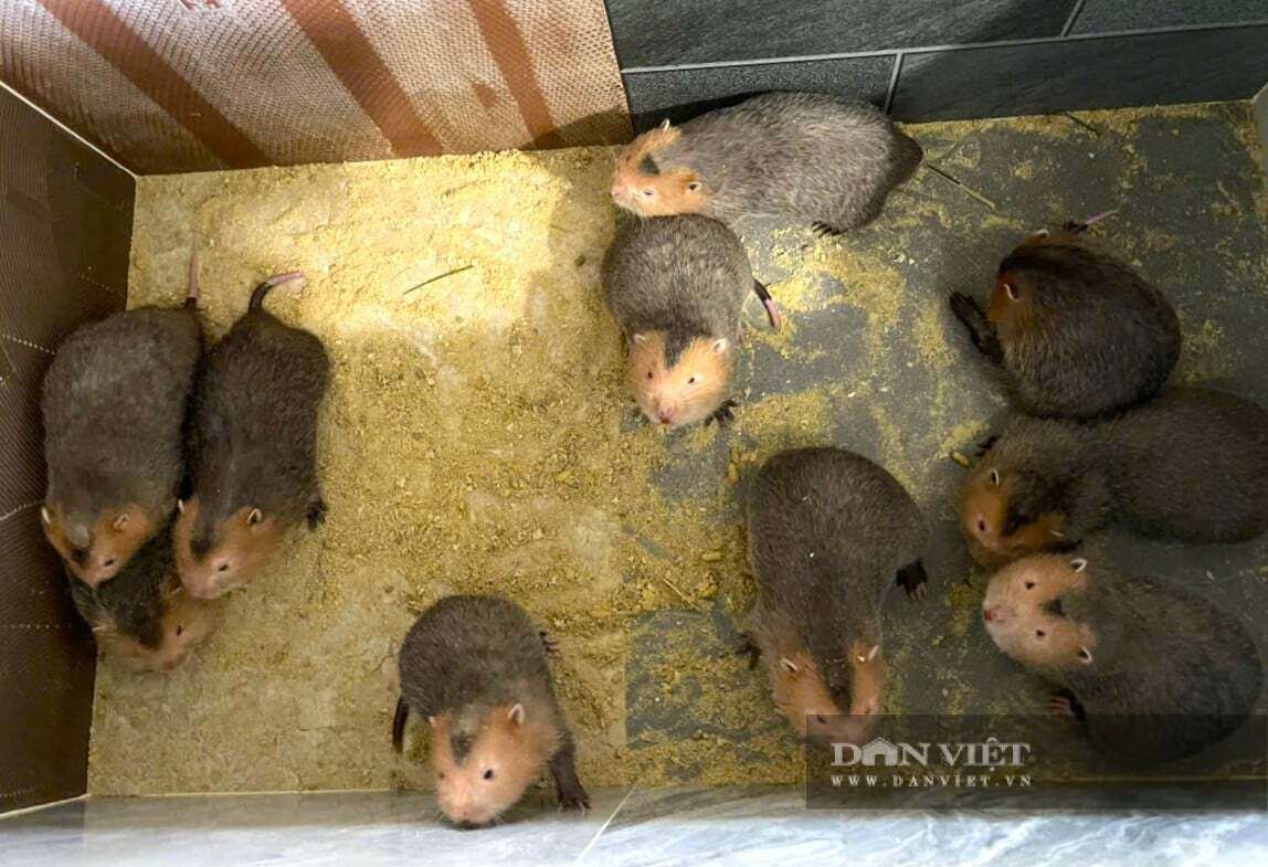 Chị Điều ở phường Quỳnh Mai, tỉnh Nghệ An cho biết, thức ăn cho đàn dúi chủ yếu là tre, ngô, sắn... nên chi phí rẻ. Ảnh: N.T