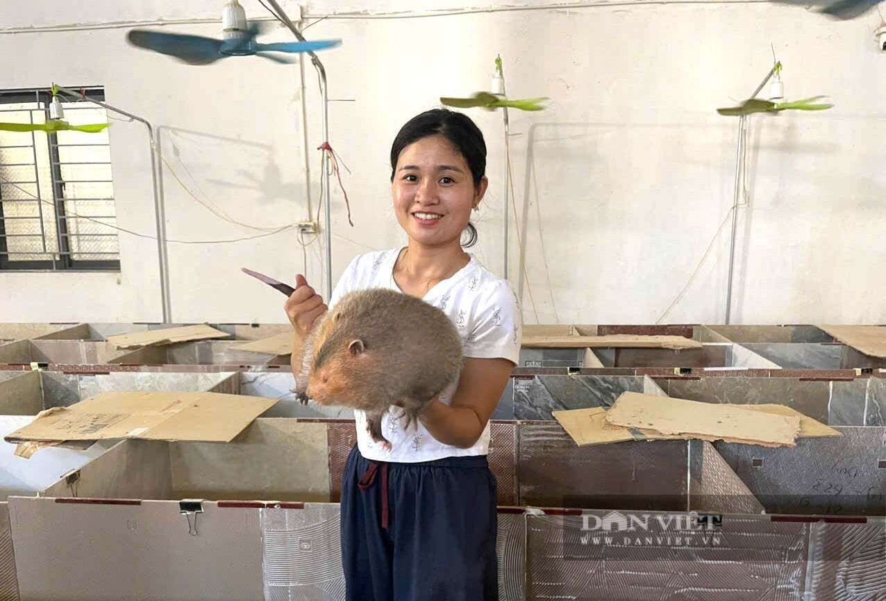 Dúi ở trong chuồng mát, ăn khỏe, đẻ đều giúp vợ chồng chị Điều tại phường Quỳnh Mai, tỉnh Nghệ An thu lãi hàng trăm triệu đồng mỗi năm. Sắp tới, gia đình chị Điều sẽ mở rộng quy mô trang trại, tăng số lượng đàn dúi lên khoảng 500 con. Ảnh: N.T