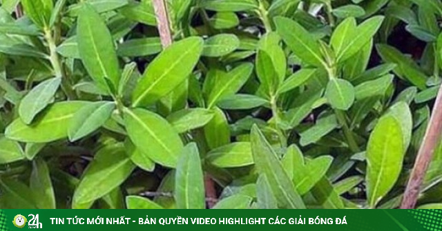 Tác dụng của cây thạch anh với sức khỏe
