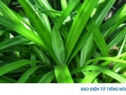 Cây thuốc tỏa mùi thơm đặc biệt, tốt cho sức khoẻ chẳng kém nhân sâm tổ yến