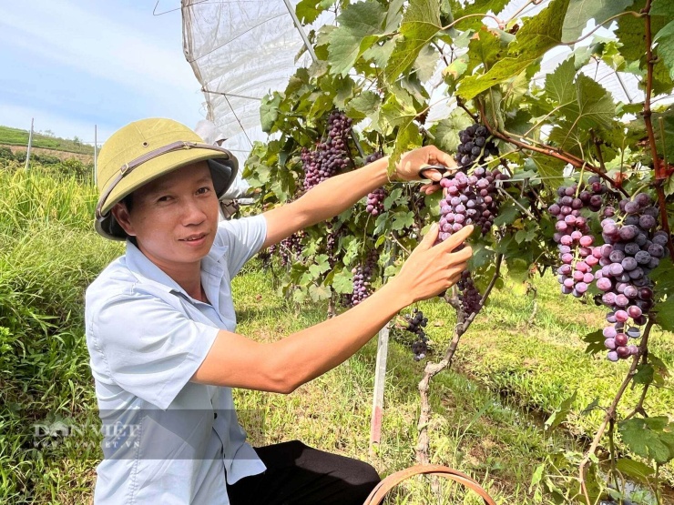 Anh Thơm cẩn thận lựa chọn những chùm nho chín để bán cho du khách. Ảnh: Hoàng Tính