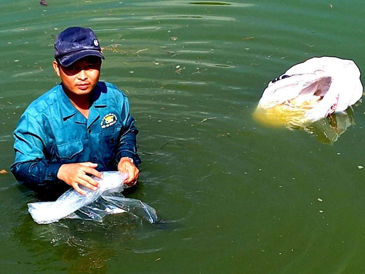 Anh Lê Văn Thông, cử nhân bỏ phố về quê Long An cũ, nay là tỉnh Tây Ninh mới nuôi cá trê vàng dày đặc trong ao. Ảnh: T.Đ