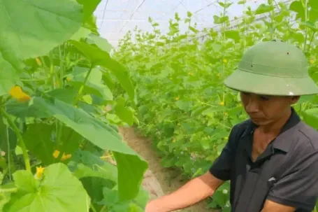 Kỹ sư bỏ việc lương hàng nghìn USD ở Hà Nội về quê làm nông dân