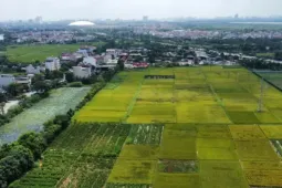 Quy định mới về xây dựng công trình trên đất lúa: Xây 1 tầng, không hầm