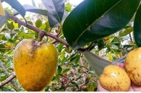 Loại trái mọc dại ven bờ kênh lại có giá lên tới 80.000 đồng/kg